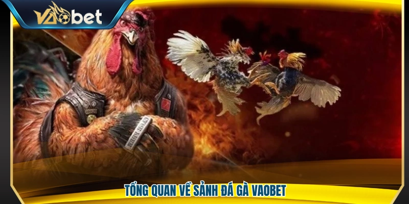 Sơ lược sảnh đá gà Vaobet